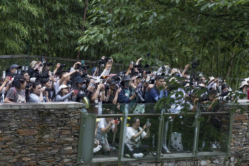 7月19日，大量游客前往中国大熊猫保护研究中心卧龙神树坪基地拍照记录大熊猫集体生日。