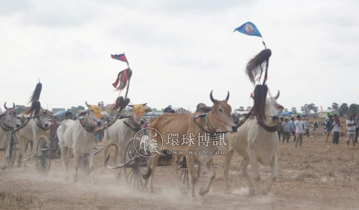 柬埔寨复办牛车赛跑 迎接柬新年 