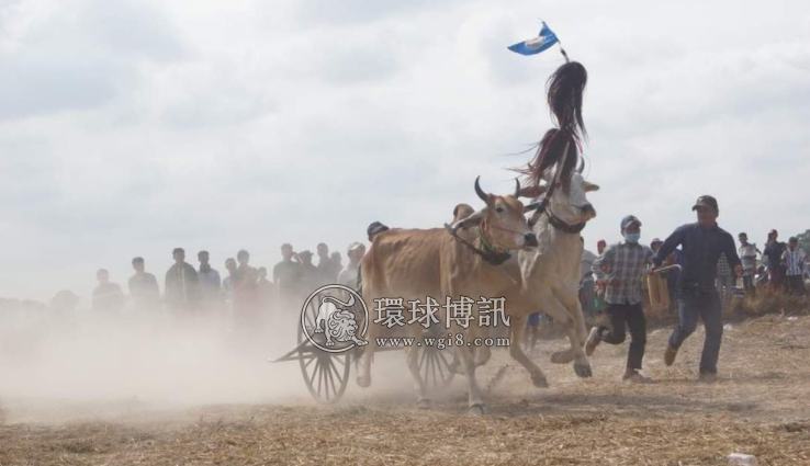 柬埔寨复办牛车赛跑 迎接柬新年 