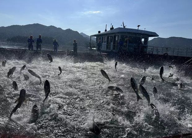 极端高温下的千岛湖捕鱼人