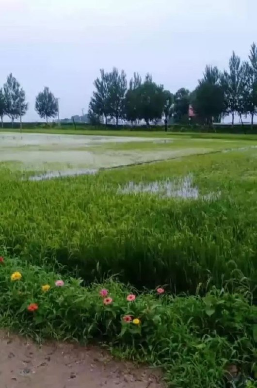 江南北部江淮等地后期降雨增强