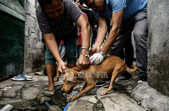 菲律宾上半年狂犬病病例达到157例