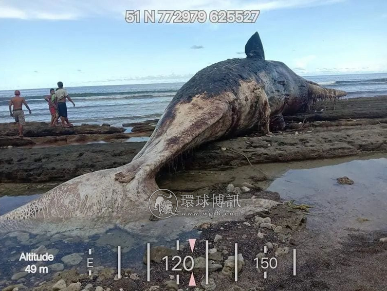 死去的抹香鲸搁浅菲律宾东达沃海滩，月前宁波曾成功拯救过它的同类