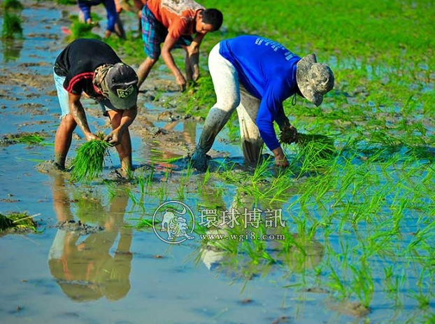 菲财政部长不要小马废除大米关税