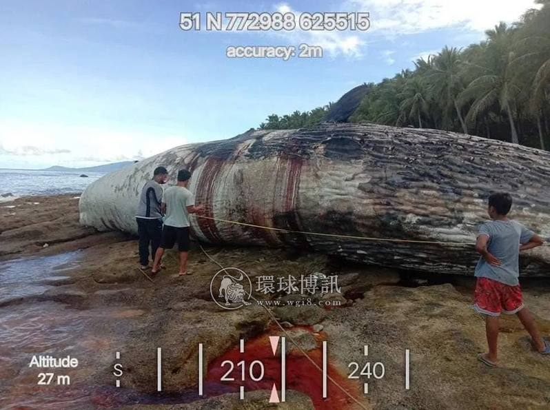 死去的抹香鲸搁浅菲律宾东达沃海滩，月前宁波曾成功拯救过它的同类