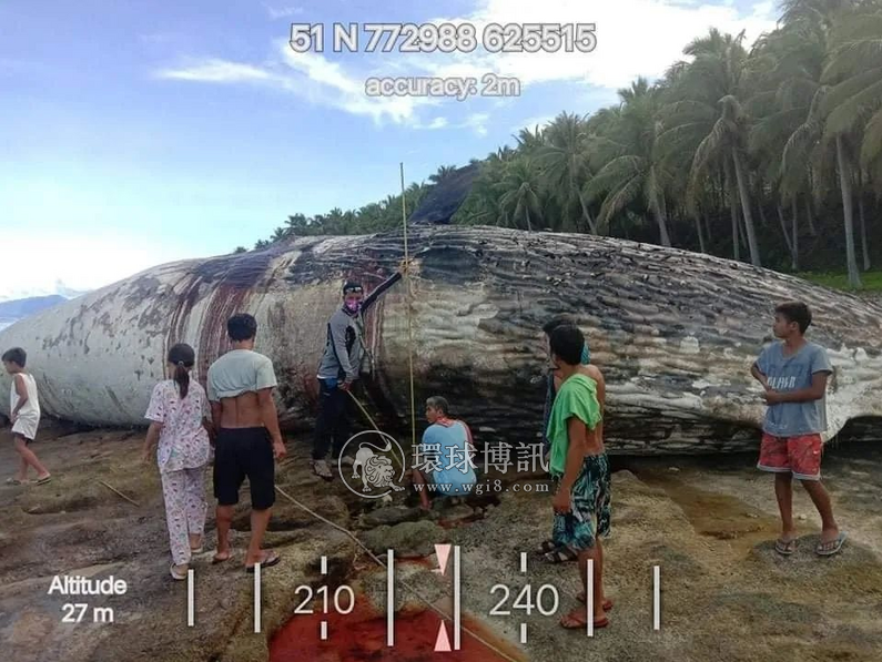 死去的抹香鲸搁浅菲律宾东达沃海滩，月前宁波曾成功拯救过它的同类