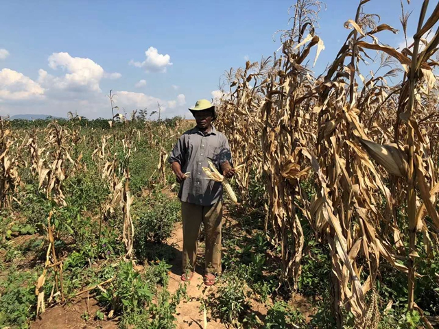 采用玉米密植技术后与当地传统种植的田地对比。（盖茨基金会李光摄）