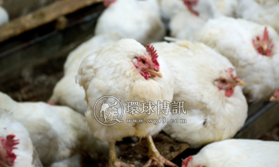 菲律宾暴发H5N1禽流感近8万只家禽死亡