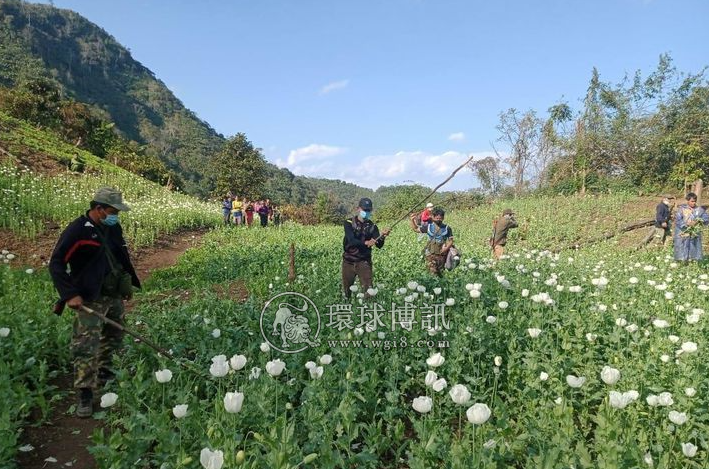 老挝北部8省去年查获非法罂粟种植园超900公顷！