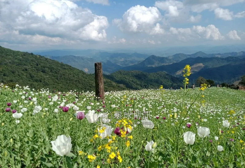 老挝北部8省去年查获非法罂粟种植园超900公顷！