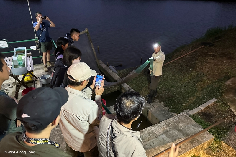 养虾人消失了，但基围这一传统生产生活方式仍存在于米埔自然保护区，是重要的文化保育对象。