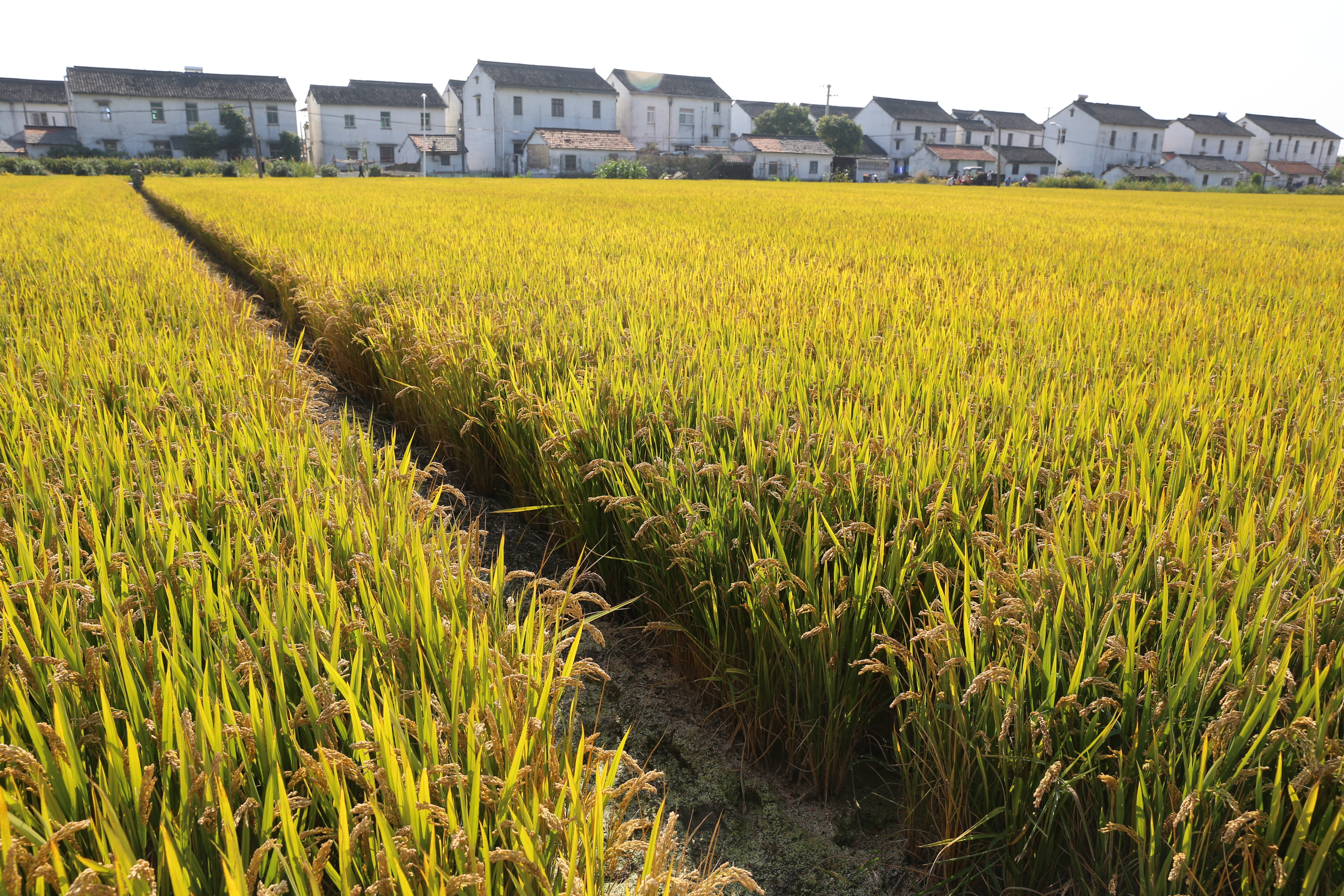 农业农村部：深入推进大面积单产提升行动，助力新一轮千亿斤粮食产能提升