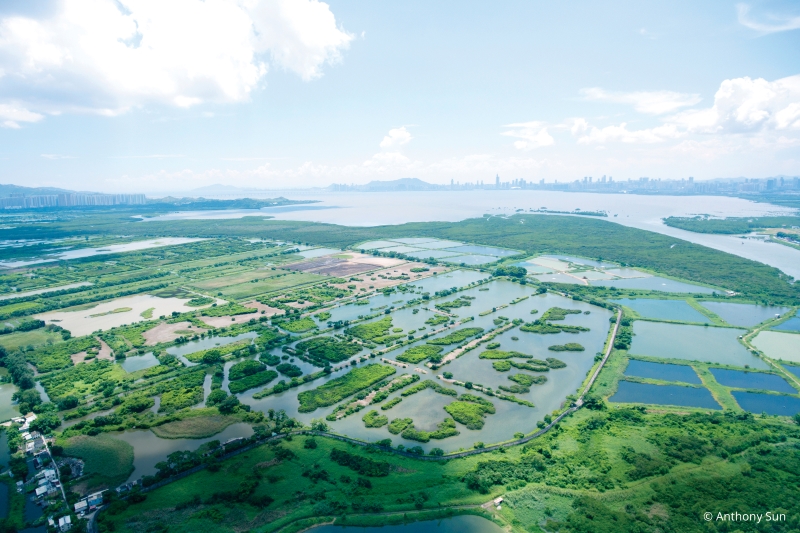 后海湾即深圳湾，这一片海域，连成片的红树林和自由穿梭边界的鸟类，港深两地的紧密合作顺理成章。