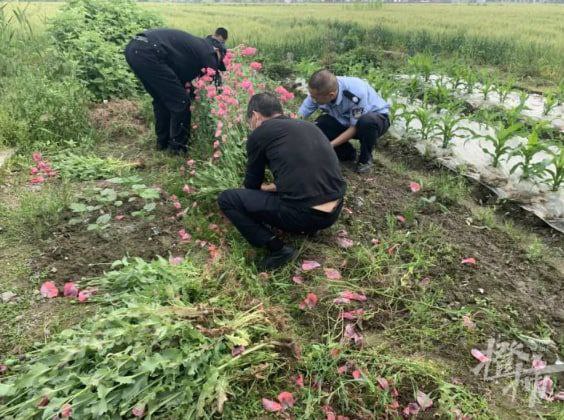 70多岁老伯种2674株罂粟给鸡鸭吃被抓：这些花给鸡鸭吃能够防病