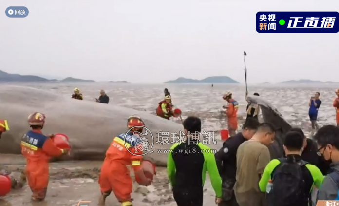 死去的抹香鲸搁浅菲律宾东达沃海滩，月前宁波曾成功拯救过它的同类