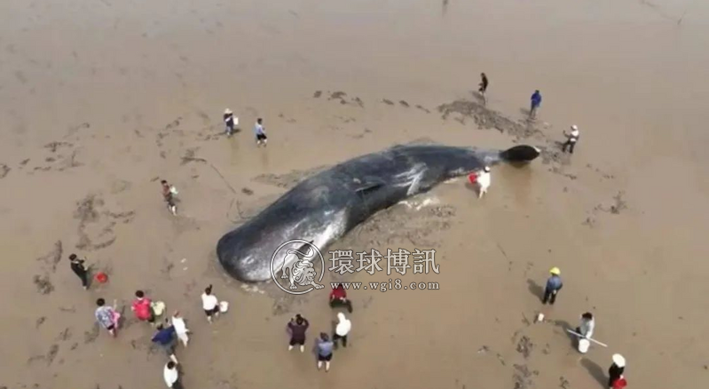 死去的抹香鲸搁浅菲律宾东达沃海滩，月前宁波曾成功拯救过它的同类